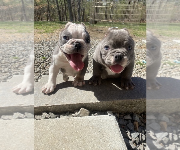 Medium Photo #1 American Bully-American Pit Bull Terrier Mix Puppy For Sale in DRACUT, MA, USA