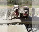 Small Photo #1 American Bully-American Pit Bull Terrier Mix Puppy For Sale in DRACUT, MA, USA