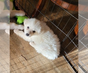 Great Pyrenees Litter for sale in SCOTTSVILLE, KY, USA