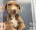 Small Labrador Retriever Mix