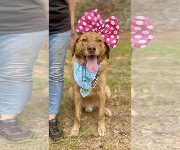 Medium Photo #2 Labrador Retriever-Unknown Mix Puppy For Sale in Clarkesville, GA, USA