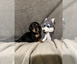 Small #4 Dachshund