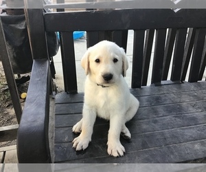 Labrador Retriever Puppy for sale in HOLLISTER, CA, USA