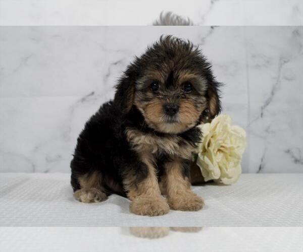 Medium Photo #3 Cavalier King Charles Spaniel-Poodle (Toy) Mix Puppy For Sale in RICHMOND, IL, USA