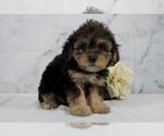 Small Photo #3 Cavalier King Charles Spaniel-Poodle (Toy) Mix Puppy For Sale in RICHMOND, IL, USA