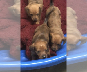 Dachshund Puppy for sale in BOGUE CHITTO, MS, USA