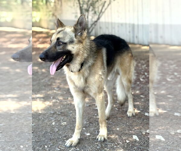 Medium Photo #2 German Shepherd Dog Puppy For Sale in San Diego, CA, USA