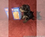 Small Photo #48 Yorkshire Terrier Puppy For Sale in AKRON, OH, USA