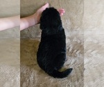 Small #2 Newfoundland