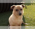 Small Photo #4 Dachshund-Unknown Mix Puppy For Sale in La Verne, CA, USA