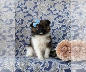 Pomeranian Puppy for sale in OXFORD, PA, USA