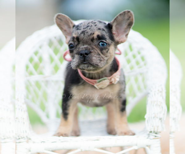 Medium Photo #48 French Bulldog Puppy For Sale in WARSAW, IN, USA