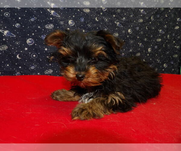 Medium Photo #15 Yorkshire Terrier Puppy For Sale in PATERSON, NJ, USA