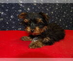Puppy Jonah Yorkshire Terrier