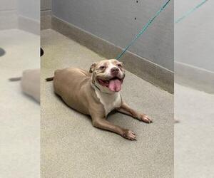 Mutt Dogs for adoption in Las Vegas, NV, USA