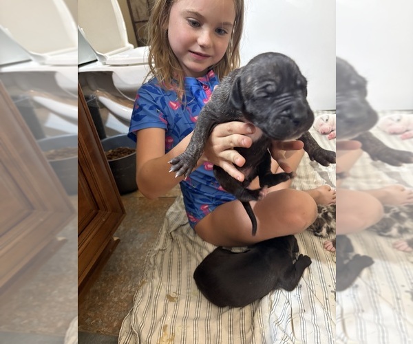 Medium Photo #9 Great Dane Puppy For Sale in CLANTON, AL, USA