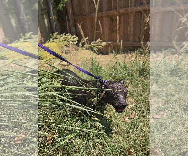 Medium Photo #4 American Staffordshire Terrier-Unknown Mix Puppy For Sale in Jackson, MS, USA