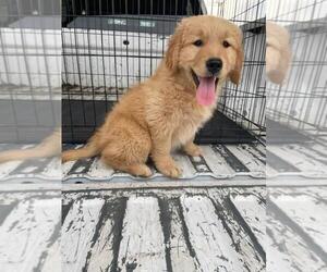 Golden Retriever Puppy for sale in CHELSEA, OK, USA