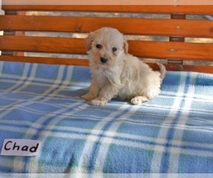 Bichpoo Puppy for Sale in HOPKINSVILLE, Kentucky USA