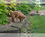 Puppy Gunner Golden Retriever