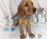 Small #3 Golden Retriever