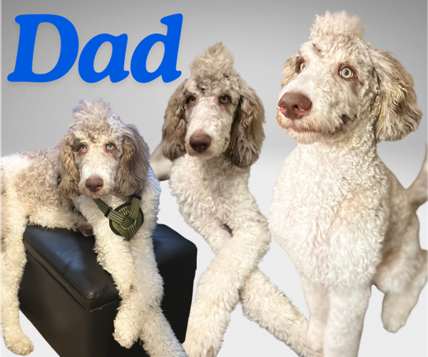 Medium Photo #1 Poodle (Standard) Puppy For Sale in APACHE JUNCTION, AZ, USA