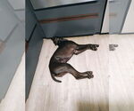 Small #3 German Shorthaired Pointer