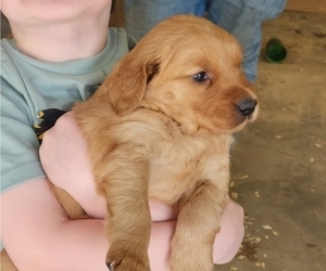 Golden Retriever Puppy for sale in BETHLEHEM, MS, USA
