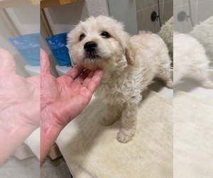 Goldendoodle (Miniature) Puppy for sale in SCOTTSDALE, AZ, USA