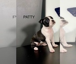 Puppy Peppermint Patt Boston Terrier