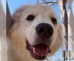 Small Photo #20 Great Pyrenees Puppy For Sale in Garland, TX, USA
