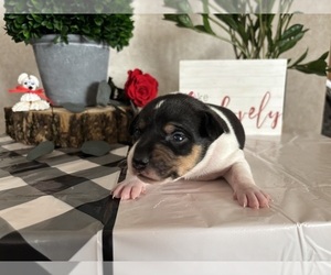 Rat Terrier Puppy for sale in TAMPICO, IL, USA