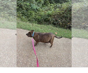 Ember - Female Staffordshire Bull Terrier-Unknown Mix Dog for Adoption - Photo #12