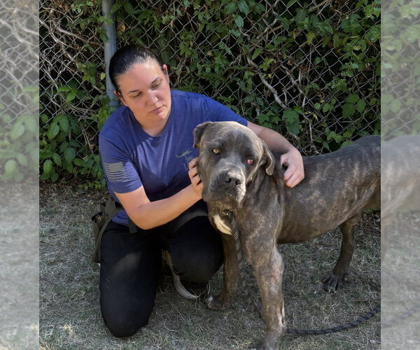 Medium Photo #3 Mastiff Puppy For Sale in Glen Allen, VA, USA