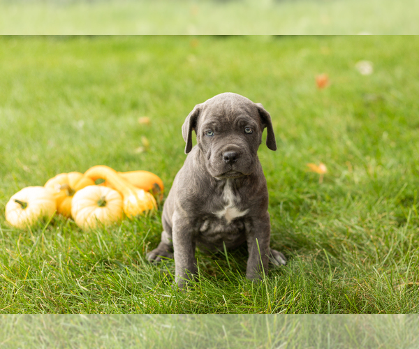 Medium Photo #2 Cane Corso Puppy For Sale in BOURBON, IN, USA