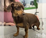 Small #2 Dachshund Mix