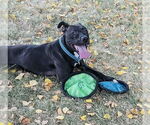 Small #7 American Pit Bull Terrier Mix