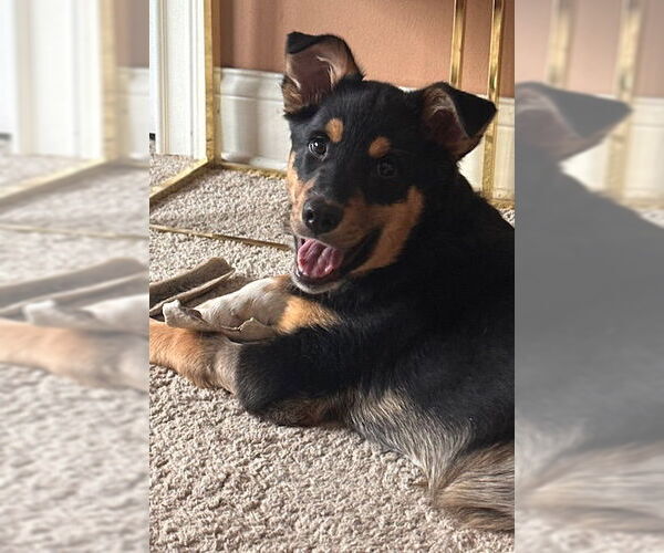 Medium Photo #3 Shepradors Puppy For Sale in Princeton, MN, USA