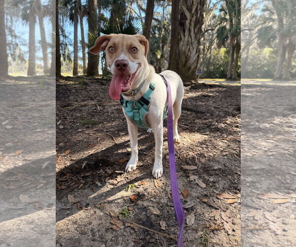 Medium Photo #9 Beagle-Unknown Mix Puppy For Sale in Sanford, FL, USA