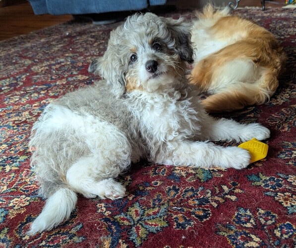 Medium Photo #1 Aussiedoodle Miniature -Bernedoodle Mix Puppy For Sale in PLACERVILLE, CA, USA