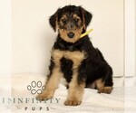 Small #3 Airedale Terrier
