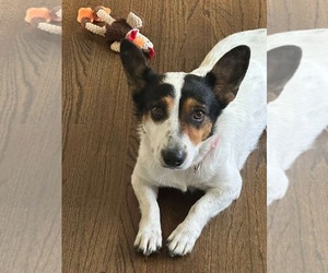 Mutt Dogs for adoption in Cliffwood, NJ, USA