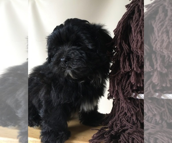 Medium Photo #4 ShihPoo Puppy For Sale in CLARE, MI, USA