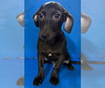 Small #4 Dachshund Mix