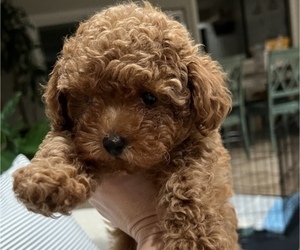 Poodle (Toy) Puppy for sale in PETALUMA, CA, USA