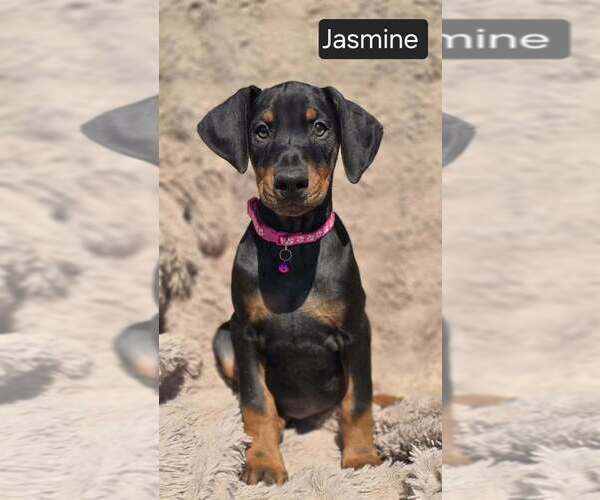 Medium Photo #1 Doberman Pinscher Puppy For Sale in POMEROY, OH, USA