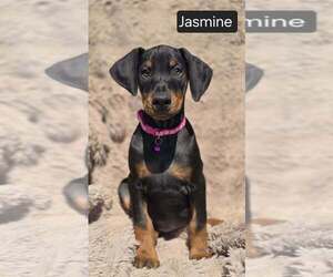 Doberman Pinscher Puppy for sale in POMEROY, OH, USA