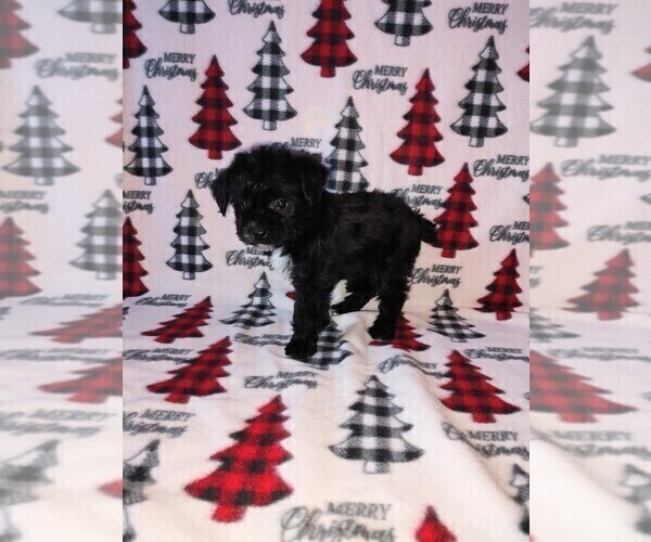 Medium Photo #10 YorkiePoo Puppy For Sale in LAPEER, MI, USA