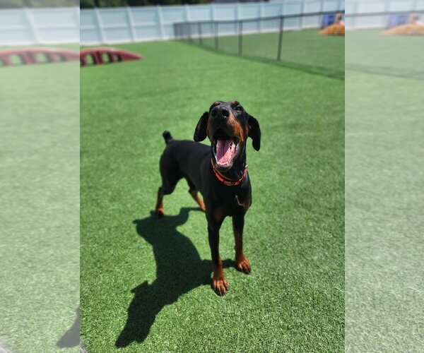 Medium Photo #23 Doberman Pinscher Puppy For Sale in Buffalo, MN, USA