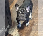 Puppy Puppy 2 French Bulldog